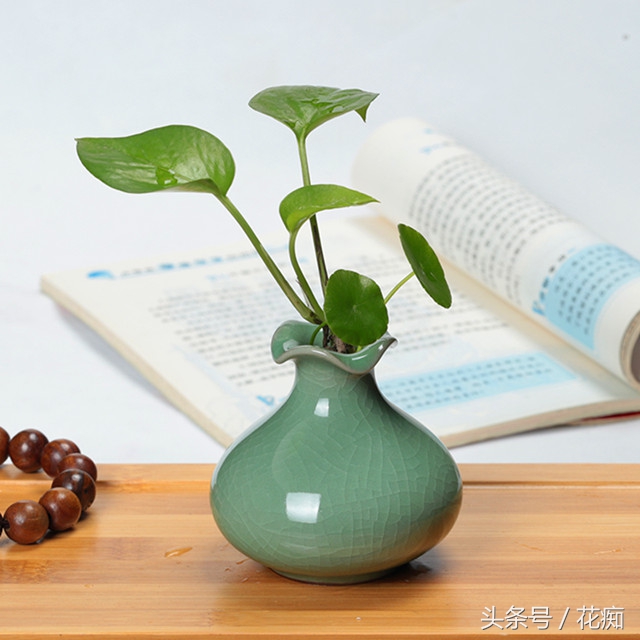 水培绿萝怎么养才能活得快,水培绿萝怎么做百分百能成功