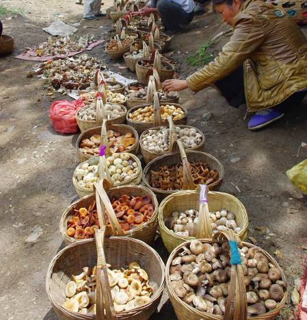 买菌菇被骗,买菌子东西被骗了怎样能追回钱