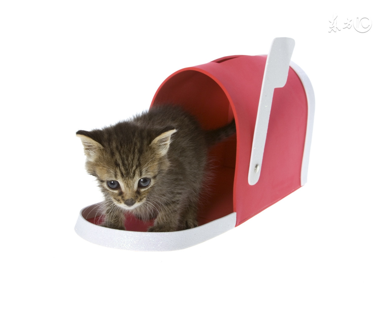 皇家猫粮和诚实一口猫粮比较,铲屎官必备的猫粮有哪些