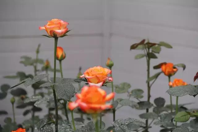 云南花海之行,云南花海基地旅游攻略