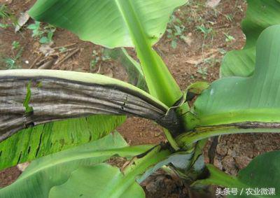 专治香蕉黄叶病的特效药视频,香蕉得了黄叶病后还可以种活吗