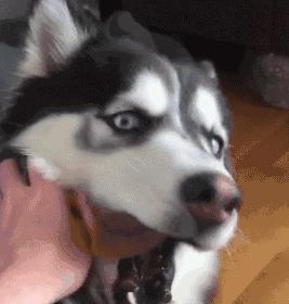 猫咪眼睑内翻解决办法,猫咪下眼睫毛内翻割眼皮后闭不上