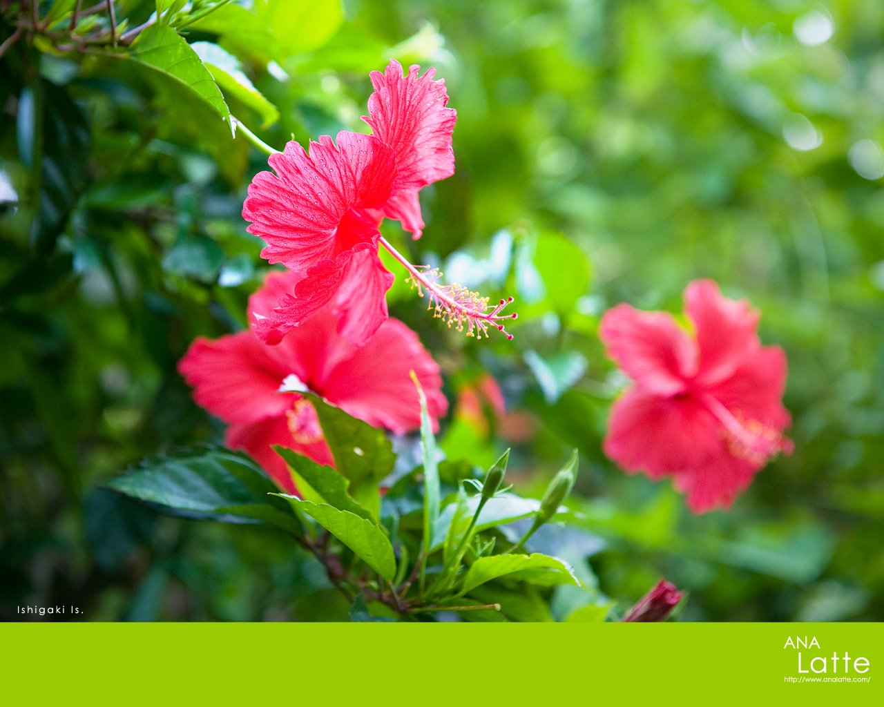 日本雪松树木,日本雪松简介