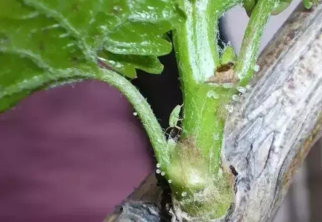 葡萄二星叶蝉虫害防治方法,葡萄的虫害有哪些