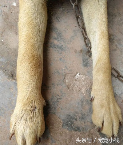 土狗被毒蛇咬伤，家中老人用草药敷伤口，一周了，还未消肿，狗狗算挺过来了吗？