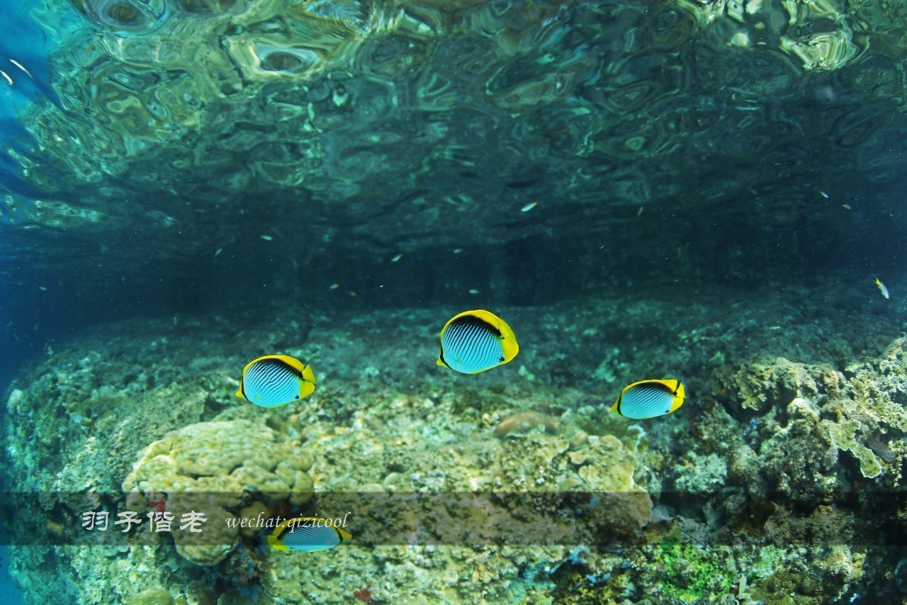 帕劳旅游发展的前景,去帕劳注意事项和必备品