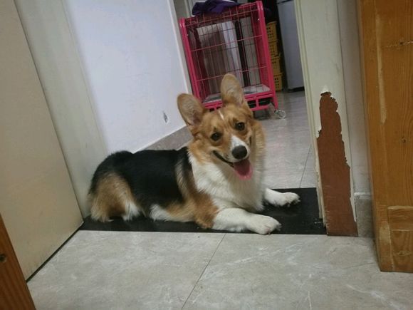 法斗和柯基能生出来什么,柯基和法斗生出的狗狗