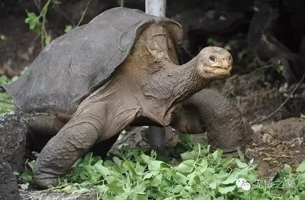 最大的豚鼠视频,世界上最大的豚鼠是什么品种图片