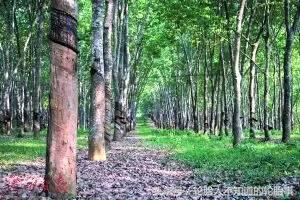 中国橡胶第一村,中国第一家乳胶厂