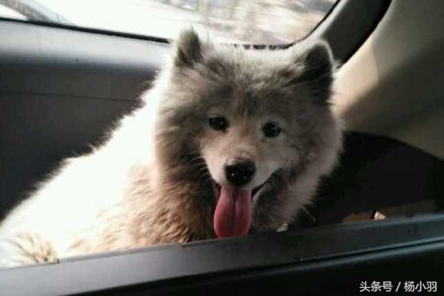 萨摩耶回农村后的生活,农村萨摩耶