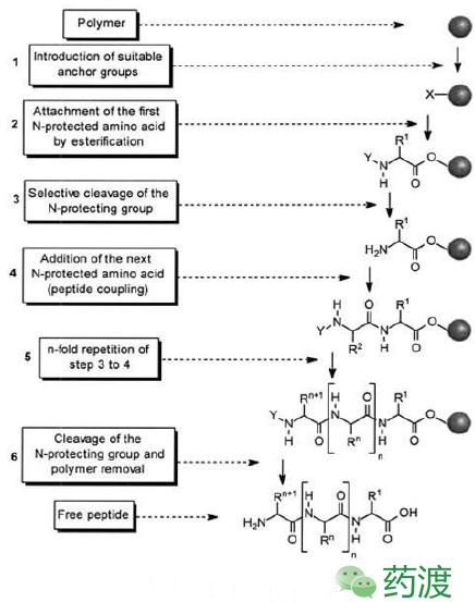 多肽类药物的研究发展,多肽药物研究与开发