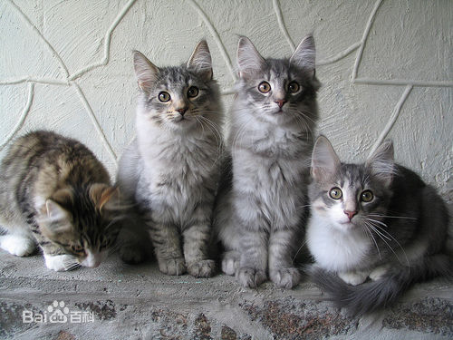 一只全方位无死角美颜的喵,和一只360度无死角的丑猫,对比伤害有多大——简直没眼看了