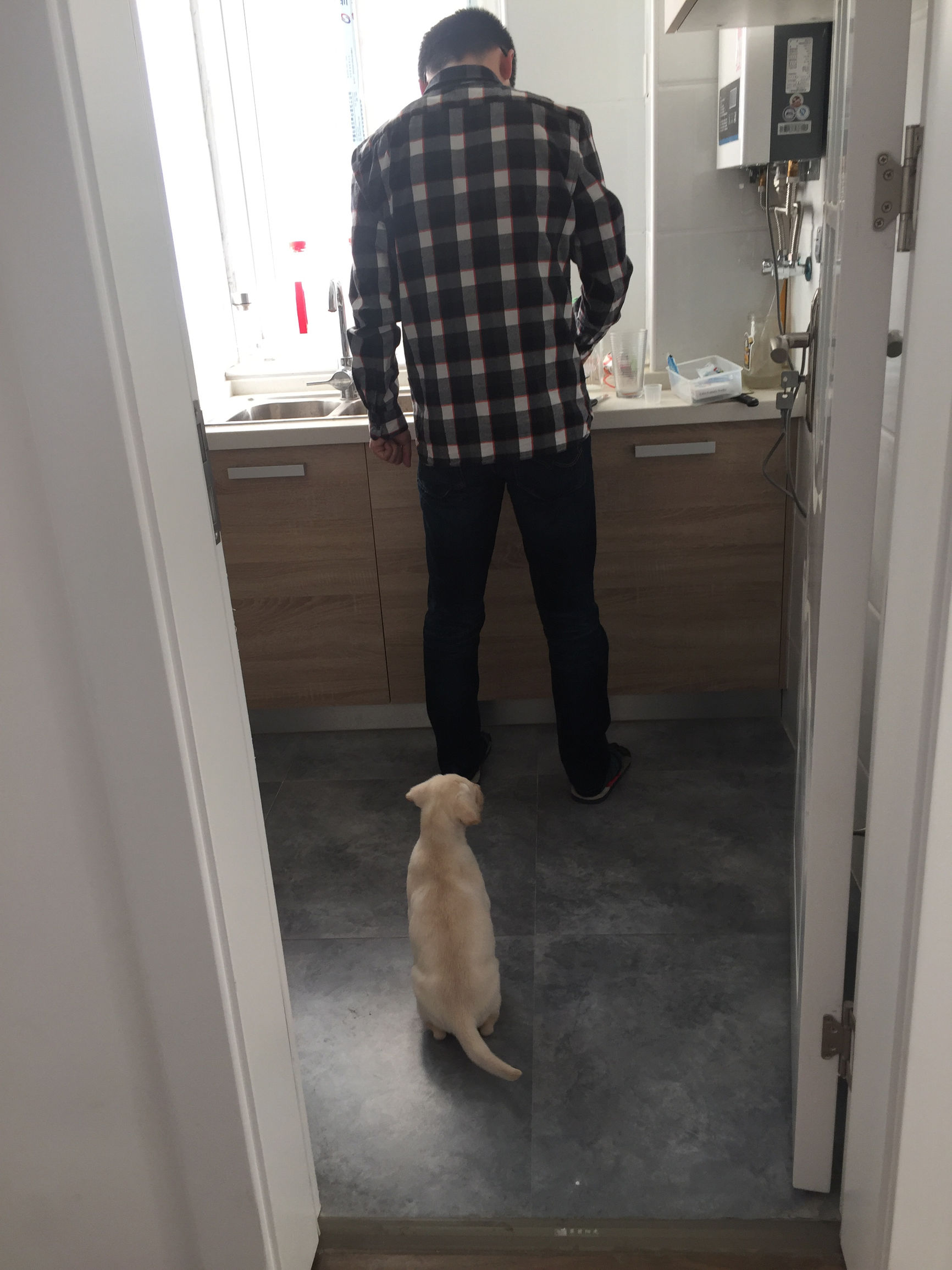 狗市买三个月的拉布拉多,拉布拉多幼犬去宠物店洗澡多少钱