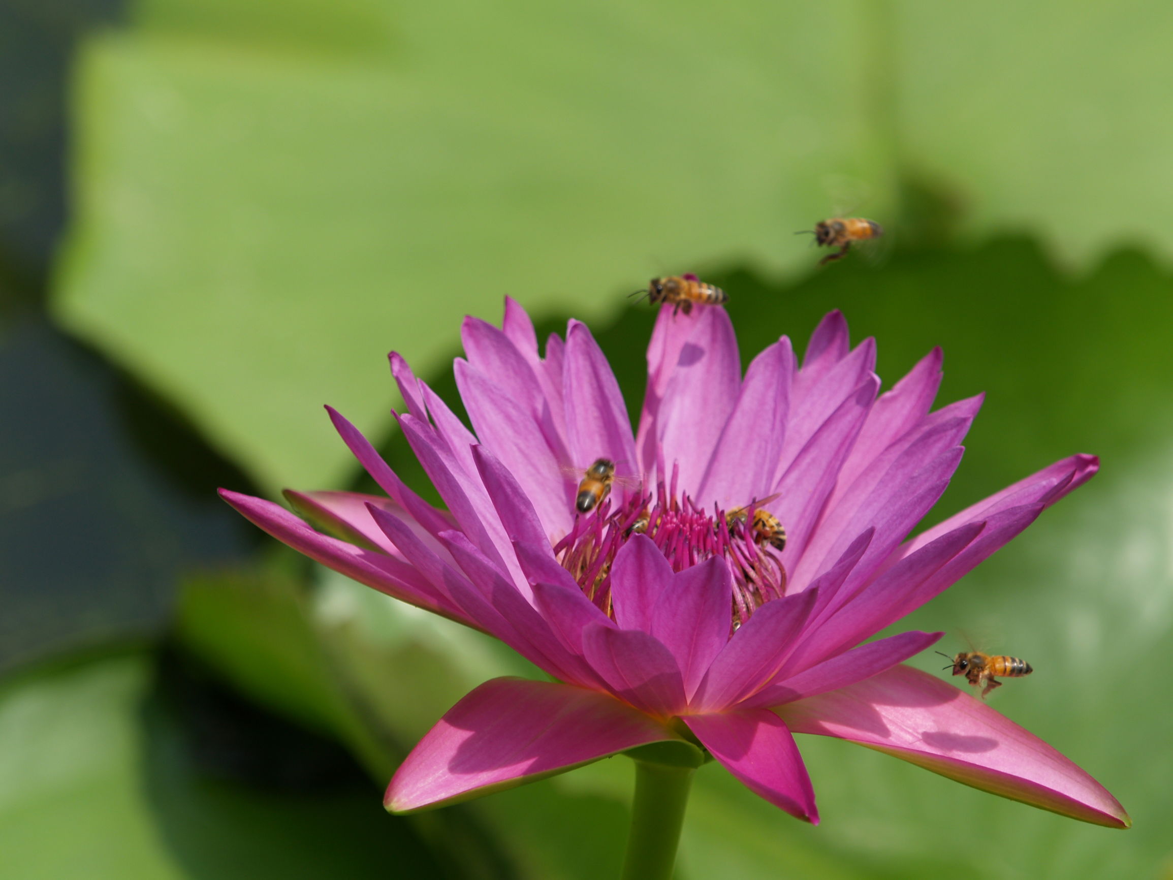 道德经妙解导读与分享,道德经解读大全经典版