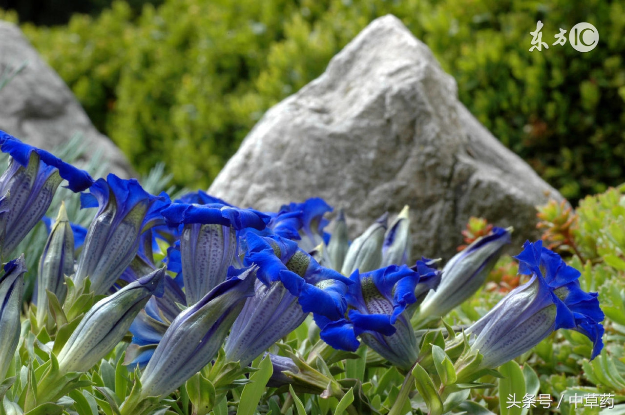 药性歌括四百味清热药,清热燥湿祛风杀虫止痒中药处方