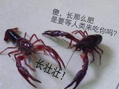 大学小龙虾养殖专业,大学里有小龙虾专业吗