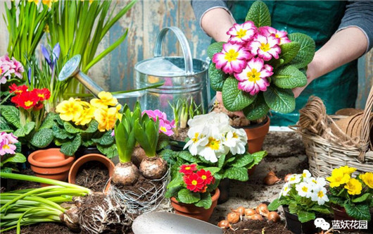 养花必须知道的常识,花一般是怎么养死的