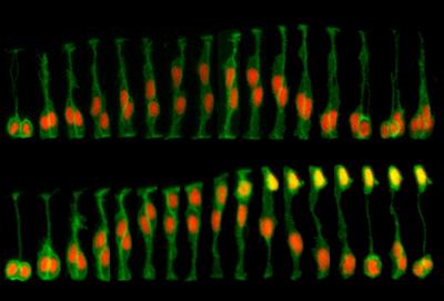 大脑中枢多久才知道进食,关于大脑皮层的知识