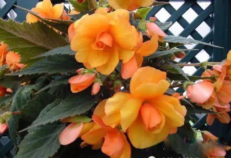 为什么我老是把花养死了,花养死了要丢掉吗