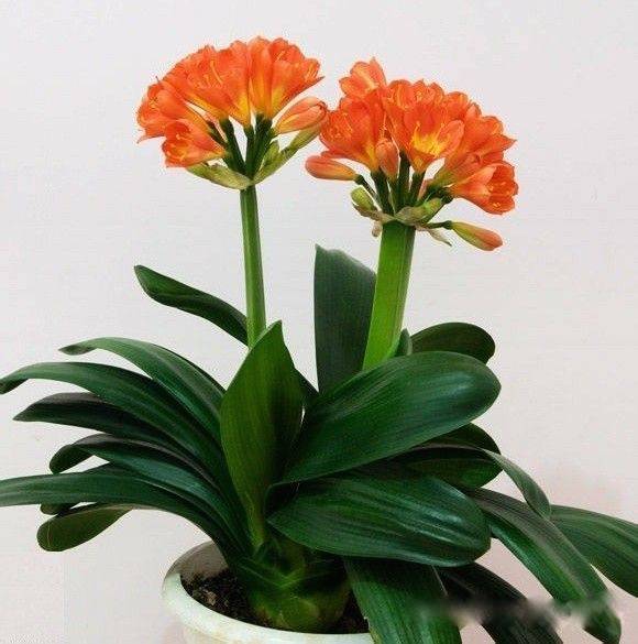 为什么我老是把花养死了,花养死了要丢掉吗