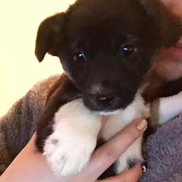 上海嘉定哪里有免费领养狗,瑶海区附近最近的宠物领养