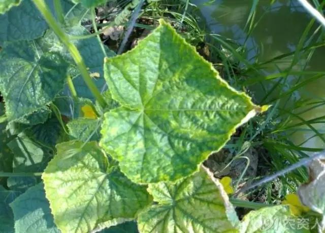 黄瓜用小苏打加红糖能防治病害,亮盾与阿米西达防治黄瓜病害