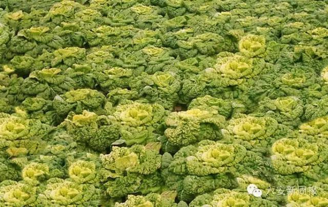 六安最新“野菜宝典”7种野菜，13种时令蔬菜，你都认识吗？