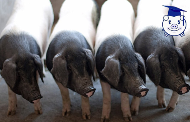 90后女孩养猪致富经历,简单养猪致富经视频