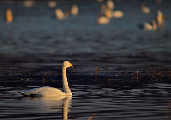 白石水库看天鹅最佳位置导航,白石水库看天鹅2020