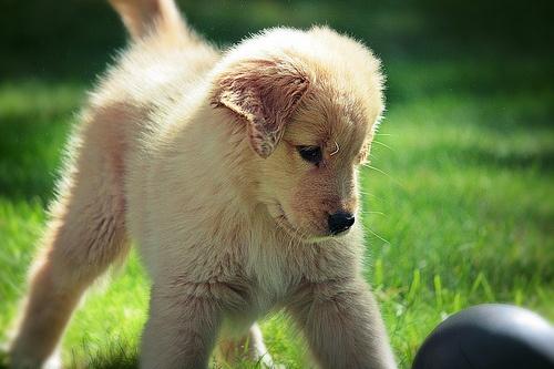 闲话毛小孩之狗食进化论