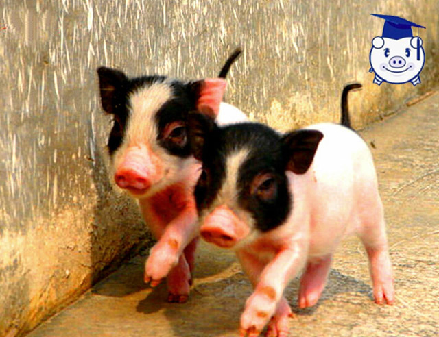 90后女孩养猪致富经历,简单养猪致富经视频