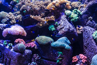 鱼缸里有一米长的虫,鱼缸里长了奇怪的长条虫