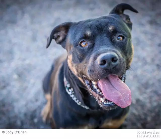 赛罗的宠物罗威纳犬,罗威纳犬犬种