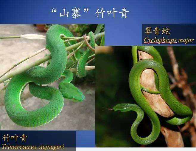 原来，这些救治毒蛇咬伤的方法都不靠谱