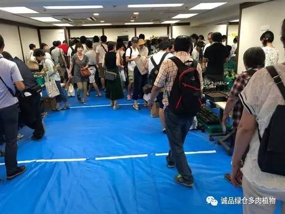 日本特价展会,日本多肉植物博览会