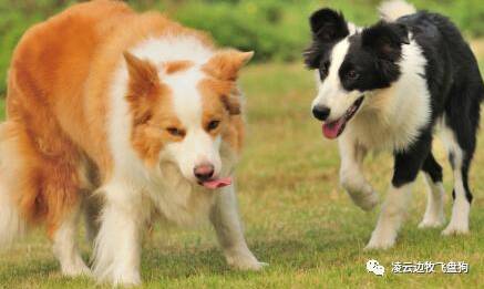 边牧犬狗粮如何选择,边牧狗粮制作方法配方大全