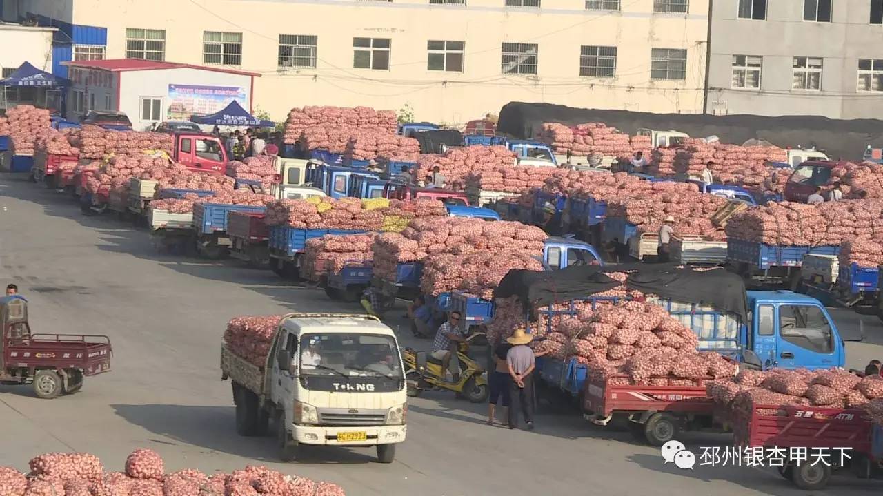 邳州的“一头蒜”到底有多牛，看完这篇微信你就知道了！