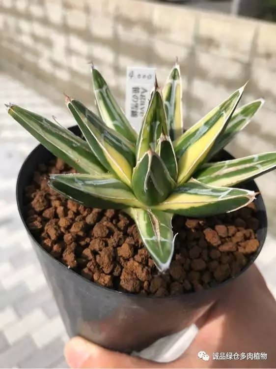 日本第二届多肉特卖会