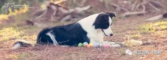 边牧健康色,边牧小时候是黑色长大会变颜色吗