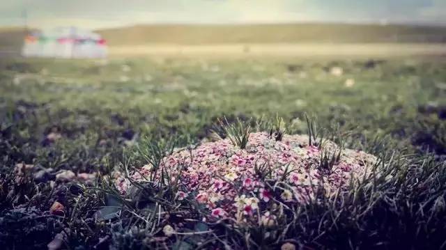 这片高天厚土之上,“那曲精神”蓬勃生长!