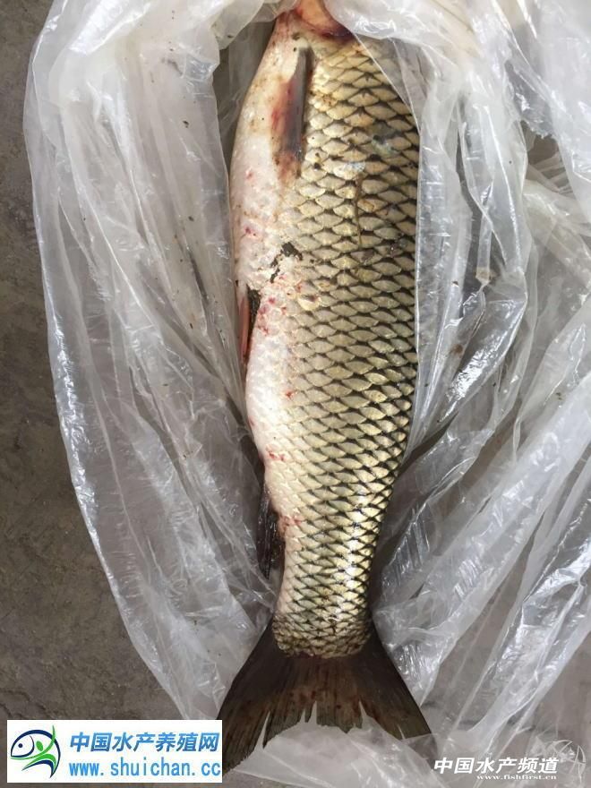 锚头鳋病鱼会自然自愈吗,锚头鳋对鱼的危害