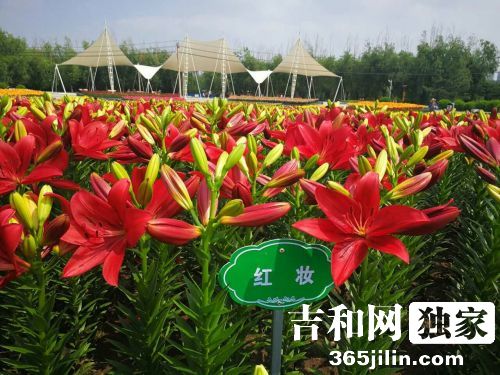 长春公园百合花,长春公园芍药花盛放