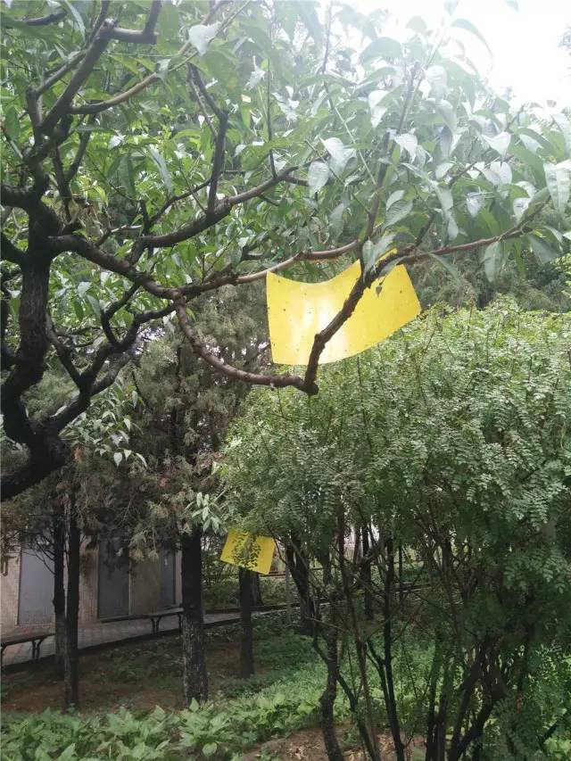 关于园区灭虫通知,昌平灭虫