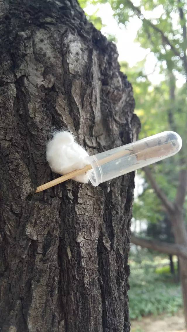 关于园区灭虫通知,昌平灭虫