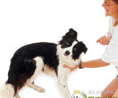 边牧喉咙像卡住一样咳嗽,边牧咳嗽没精神食欲