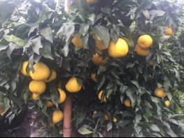 柑橘新品种选育及发展概况,带你认识柑橘新优品种