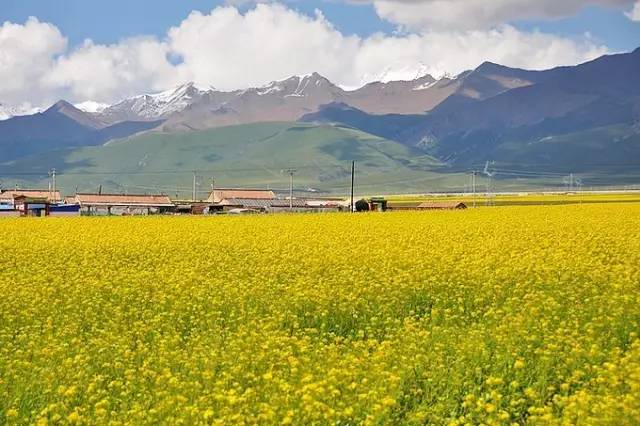 对不起，我去草原了，别再找我了……