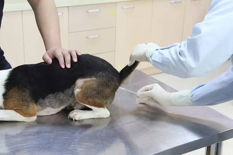 唐山狗狗免疫证明,怎么才能拿到狗狗免疫证明