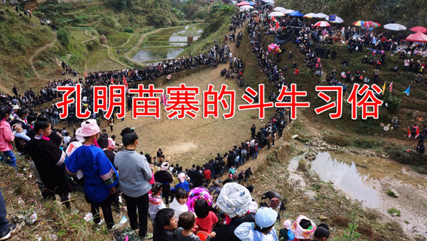 苗寨斗牛风俗视频,苗寨斗牛活动