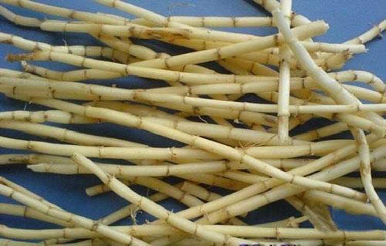 咳吐黄痰、嗓子疼、身体燥热、鼻子出血这些基本都是肺热的症状，芦根清胃饮就是针对此类病症的